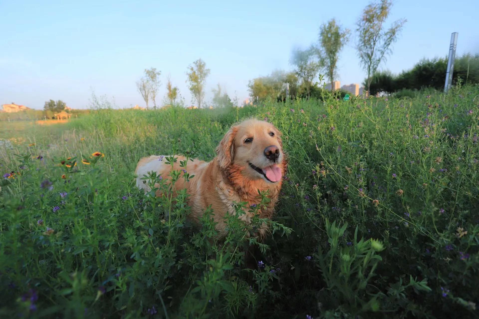 我的毛毛-写给12年相濡以沫的金毛