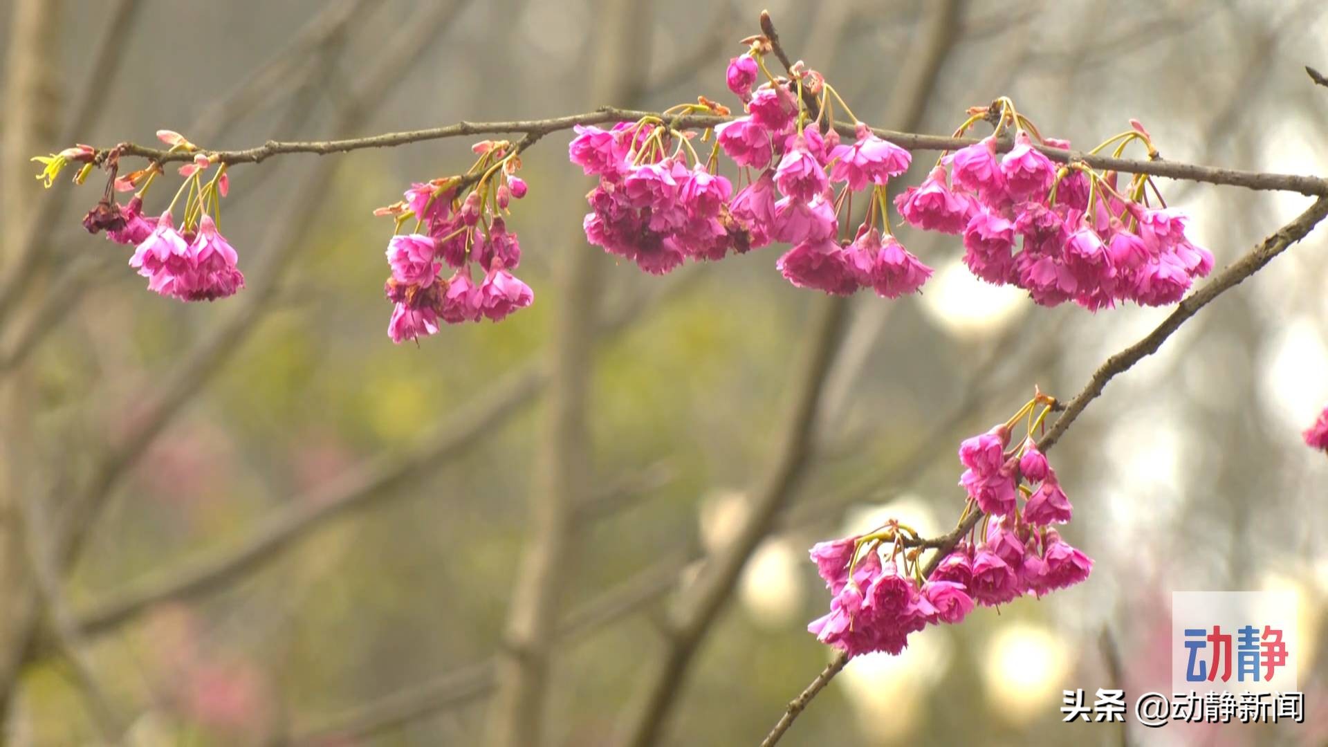 贵州赤水的美景,赤水浪漫景点