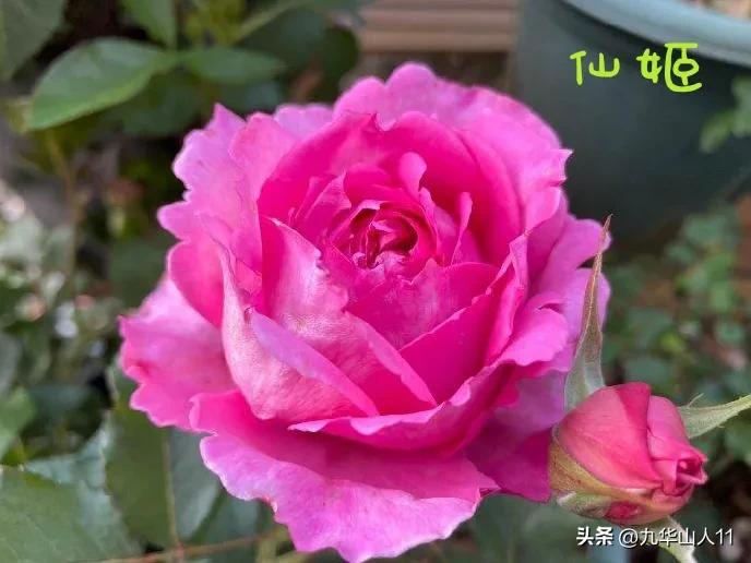 天狼月季新品预售,天狼月季官方旗舰店烛光月季