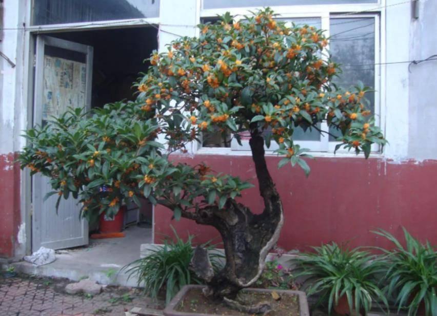 哪些适合家里种植寓意好的植物,最好的风水植物花