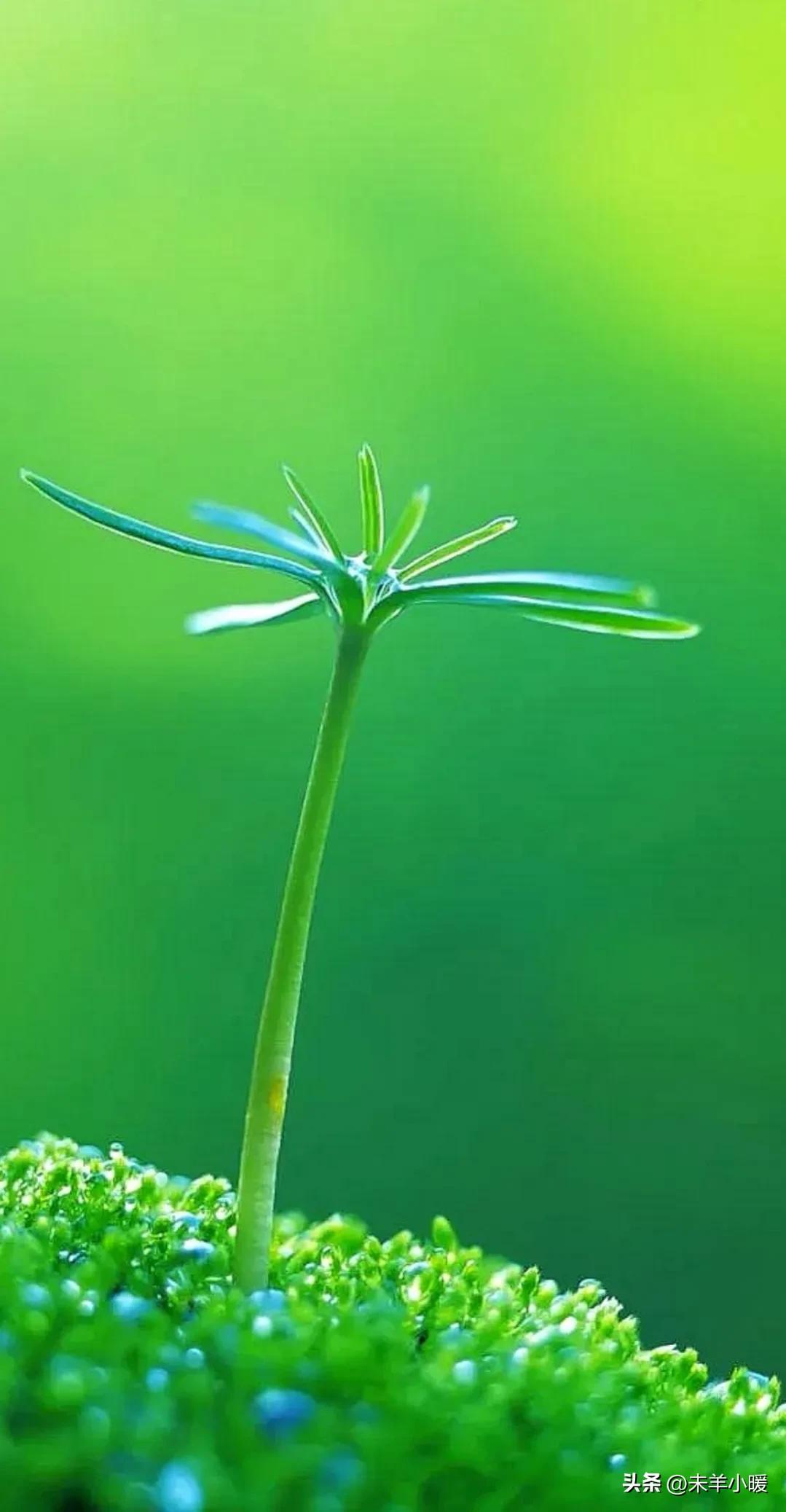 最美的手机壁纸大全,养眼养心的壁纸