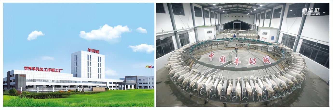 金瑞优羊奶粉视频,金瑞优新一代鲜活羊奶粉