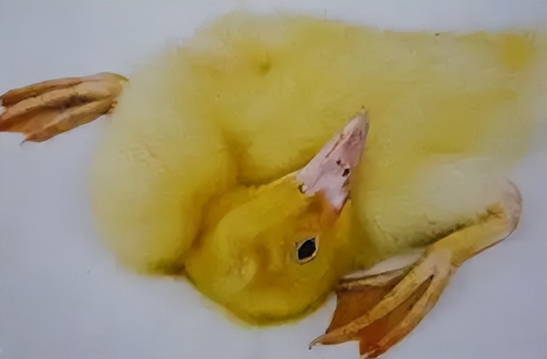 预防鸭病毒的最佳方法,副粘病毒对种鸭产蛋的影响