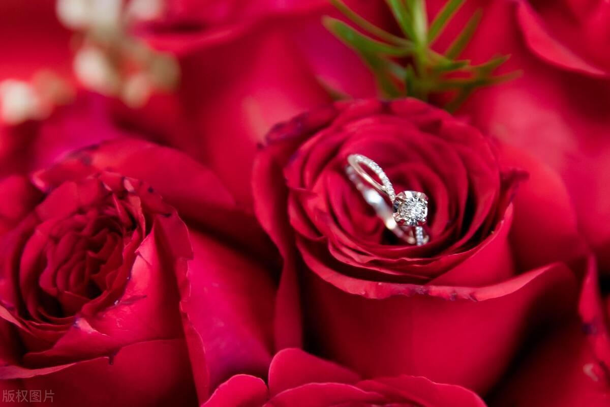 为什么喜欢用玫瑰象征爱情,玫瑰花为什么能成为爱情的代表物