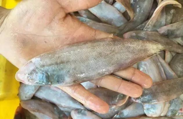 鱼类食材大全名称图片,鱼类菜谱大全100种