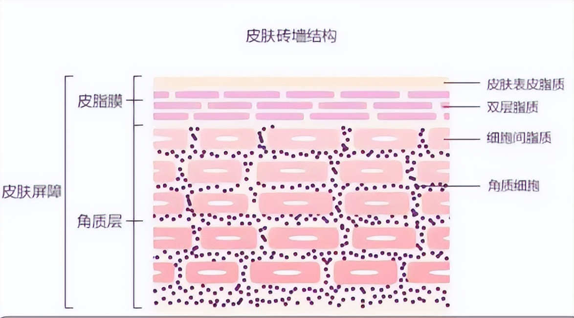 全脸过敏爆痘泛红该怎么修复,换季皮肤过敏发红发痒干燥怎么办