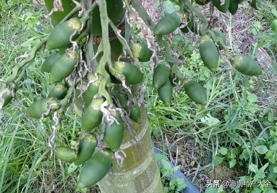 2021年2月3日海南槟榔价格 (2021海南槟榔生果价格)