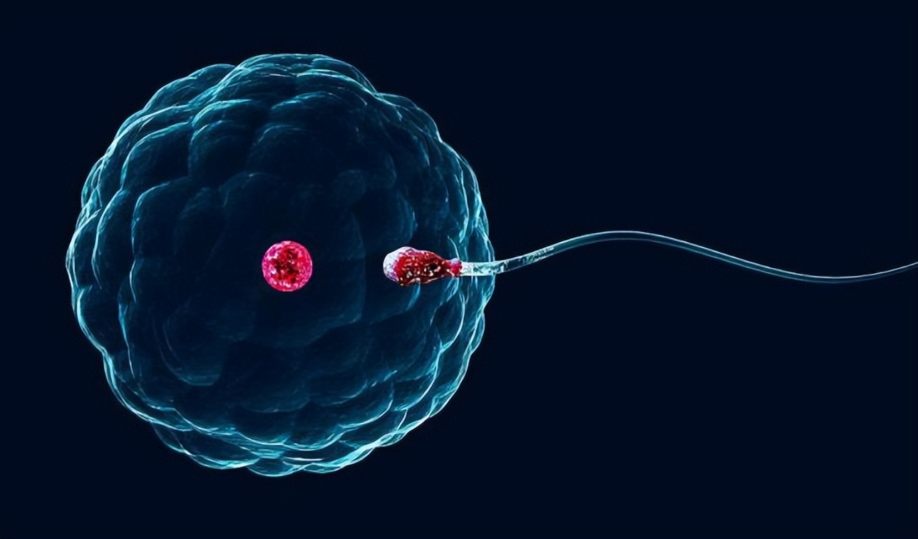 孩子会不会长得像前男友？那些没有成功的精子，最终去了哪里？