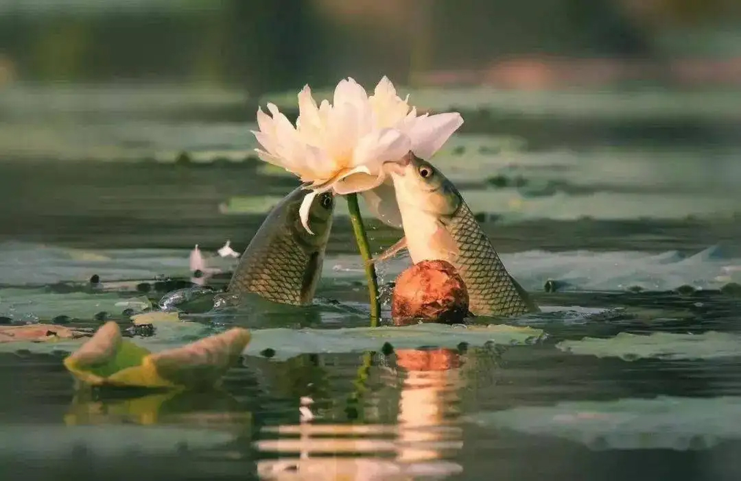 冬季水库野钓草鱼的最佳方法,夏季晚上野河钓草鱼技巧