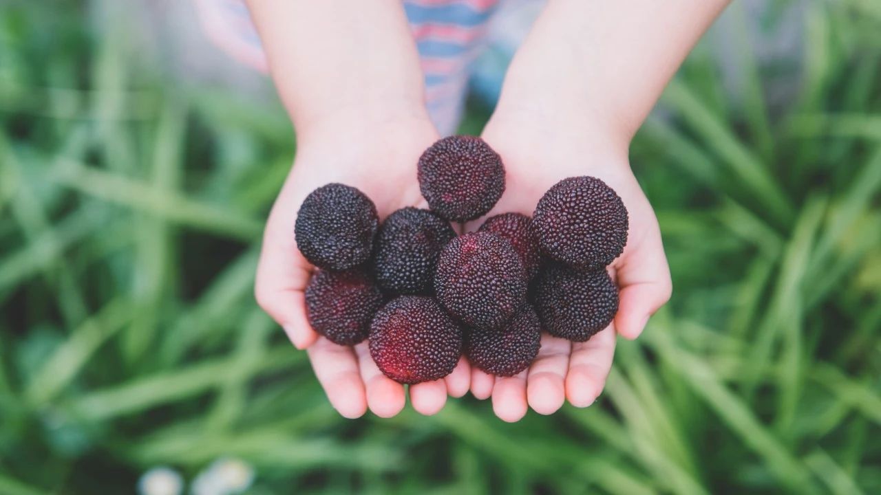 夏至诗词三百首,夏至诗词10首世间清景是微凉