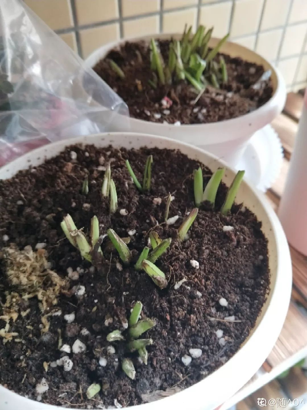 给花剃头,发财树剃光头后发了新芽长不大