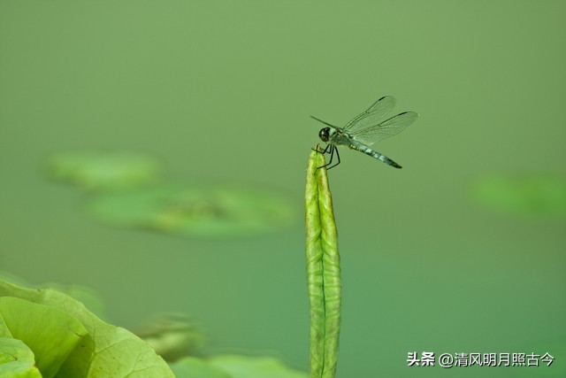 描写立夏景色的古诗词,关于立夏的季节的诗词