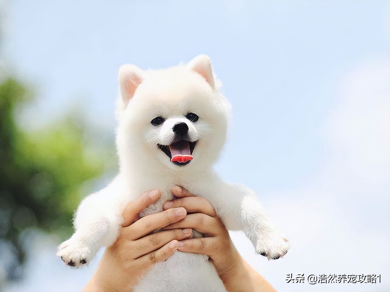 博美犬好养吗怎么训练,博美犬好养吗怎样训练