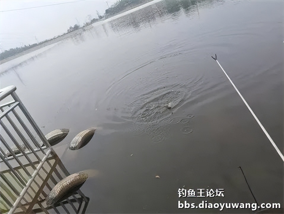 钓鱼王王者风范，拿捏多鱼种轻松