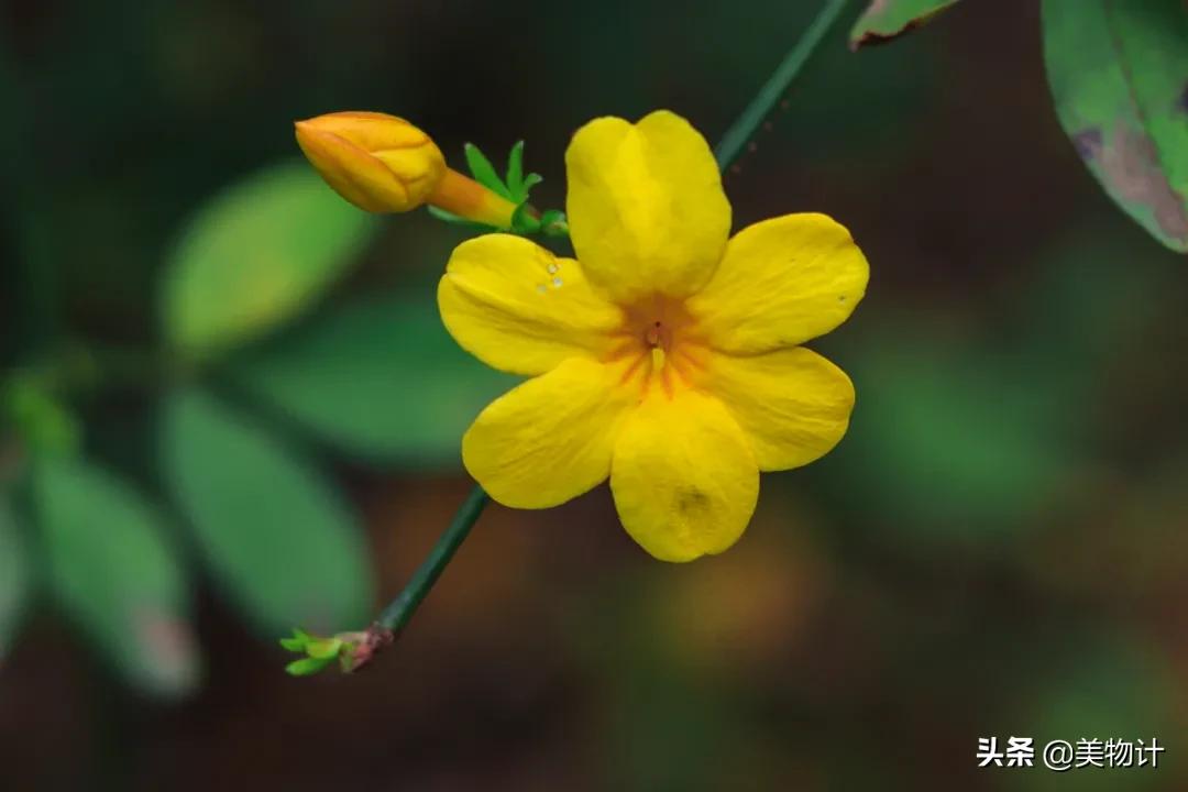 迎春花是不是在春天开放,春天真的要来了迎春花开了