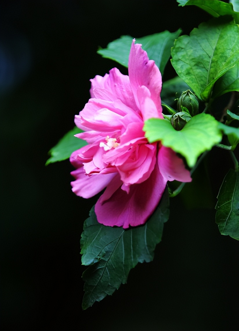 赞美木槿花最经典的诗句,关于木槿花唯美古诗句有哪些