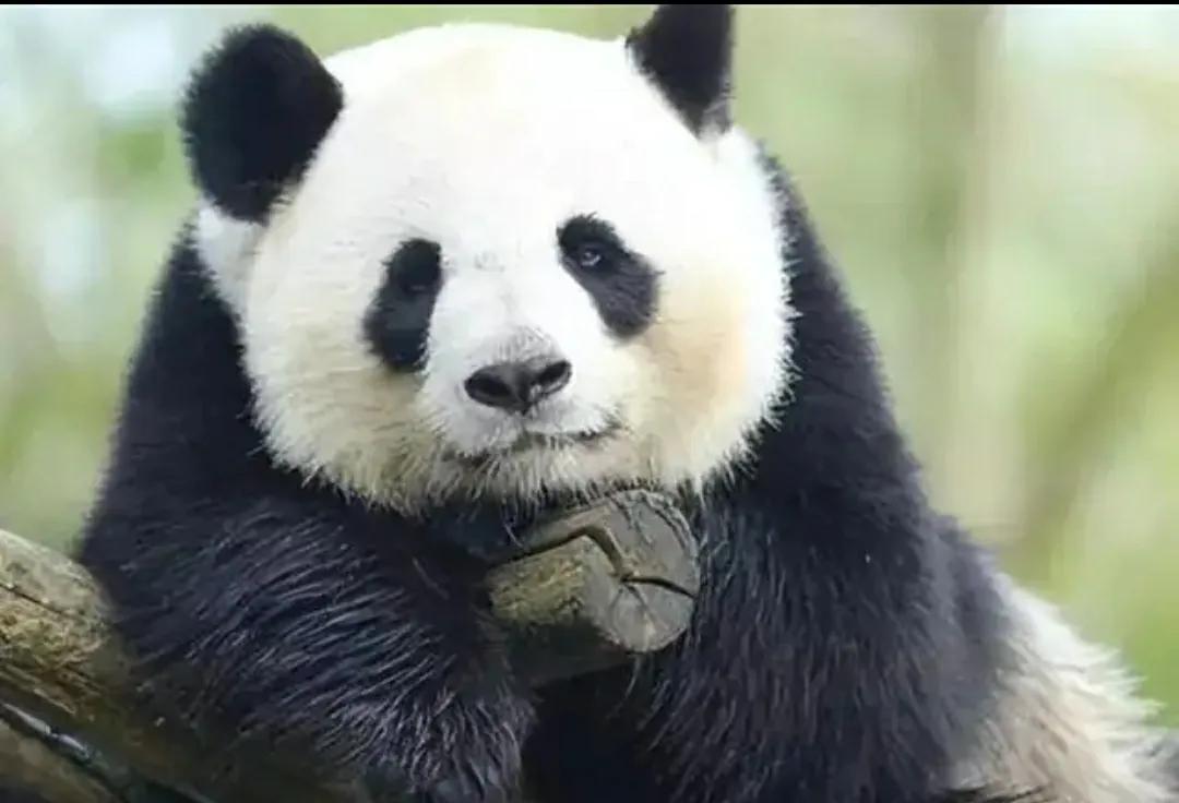 龙应台说大熊猫黑白无常,龙应台的黑白无常