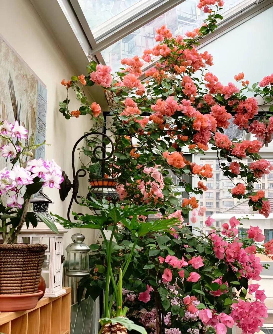 90后姑娘回家改造楼顶花园,5000元楼顶造花园