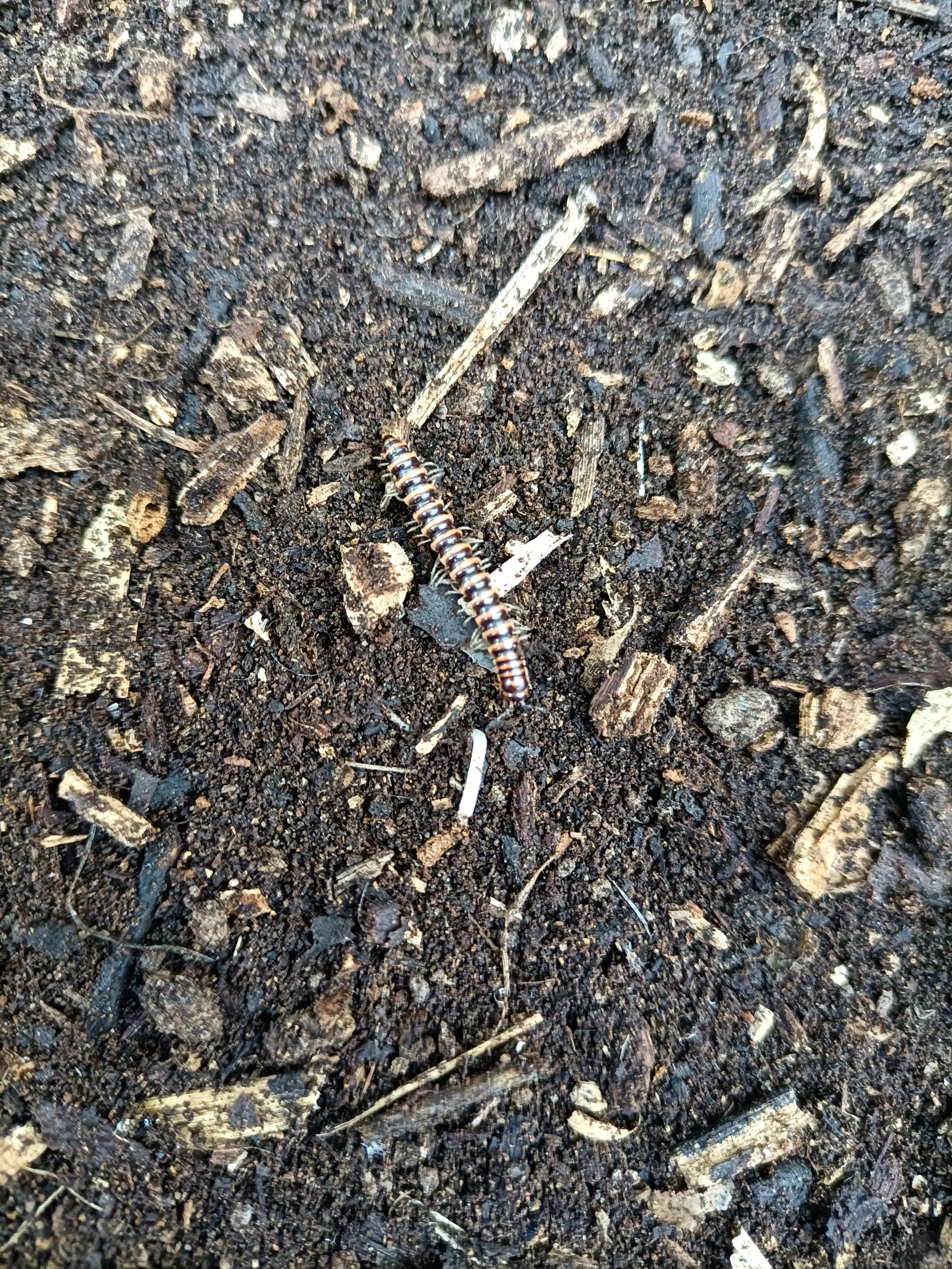 腐烂的木头能种什么花,腐烂的木头可以种植蓝莓吗