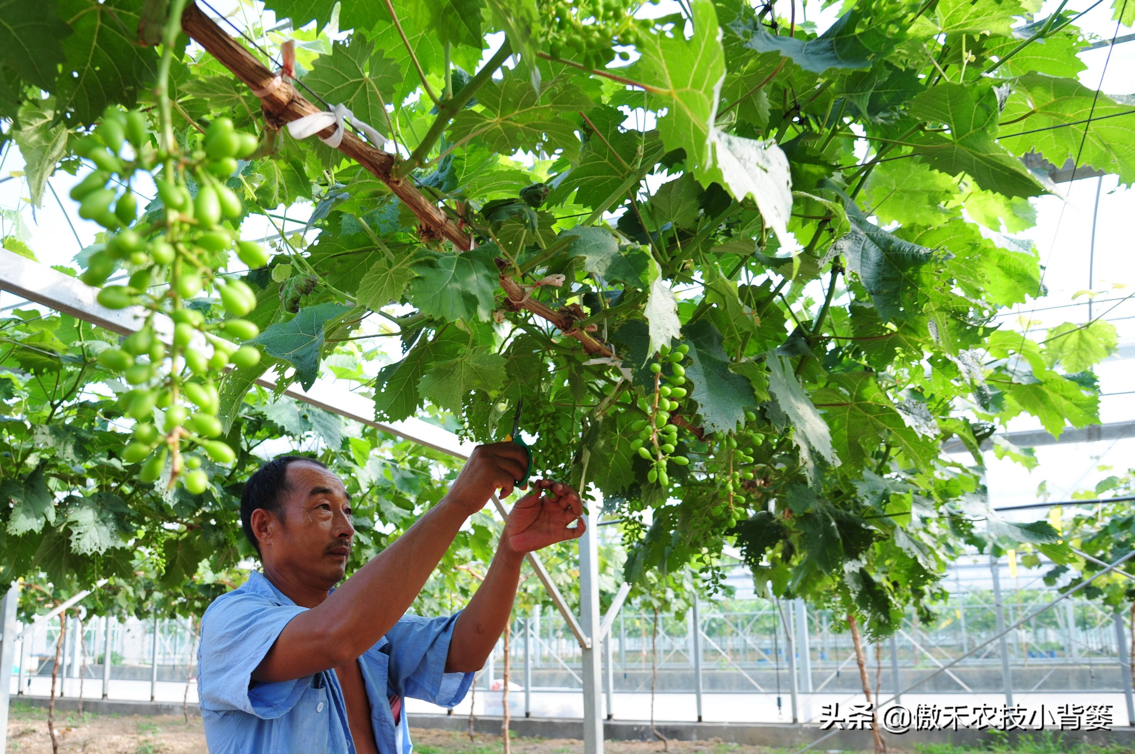 怎样让葡萄长势又好产量又高？春季果园管理重点抓好这5点