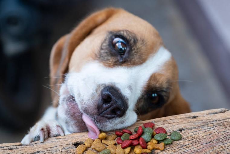 狗狗狂犬病10天观察法,狗狗得狂犬病早期的10个征兆