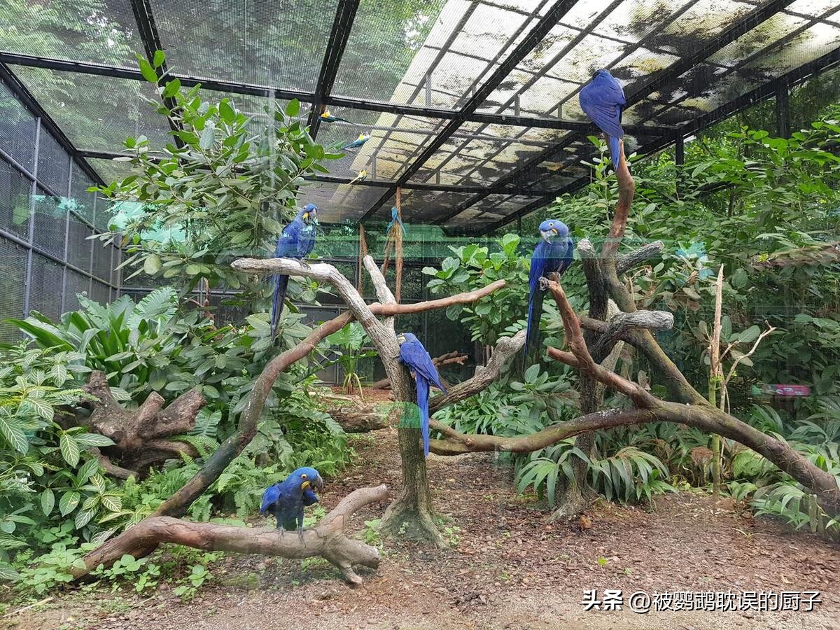 新手入门鹦鹉推荐,适合新手入门鹦鹉有哪些