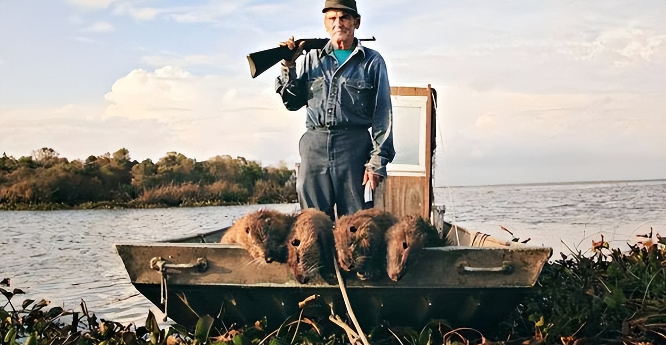 国内惊现巨型老鼠,上海巨型老鼠