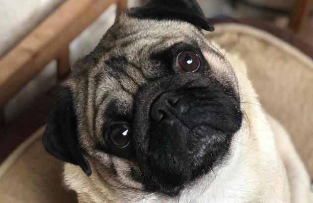 哈巴狗属于宠物狗吗为什么不叫,为什么哈巴狗越来越少