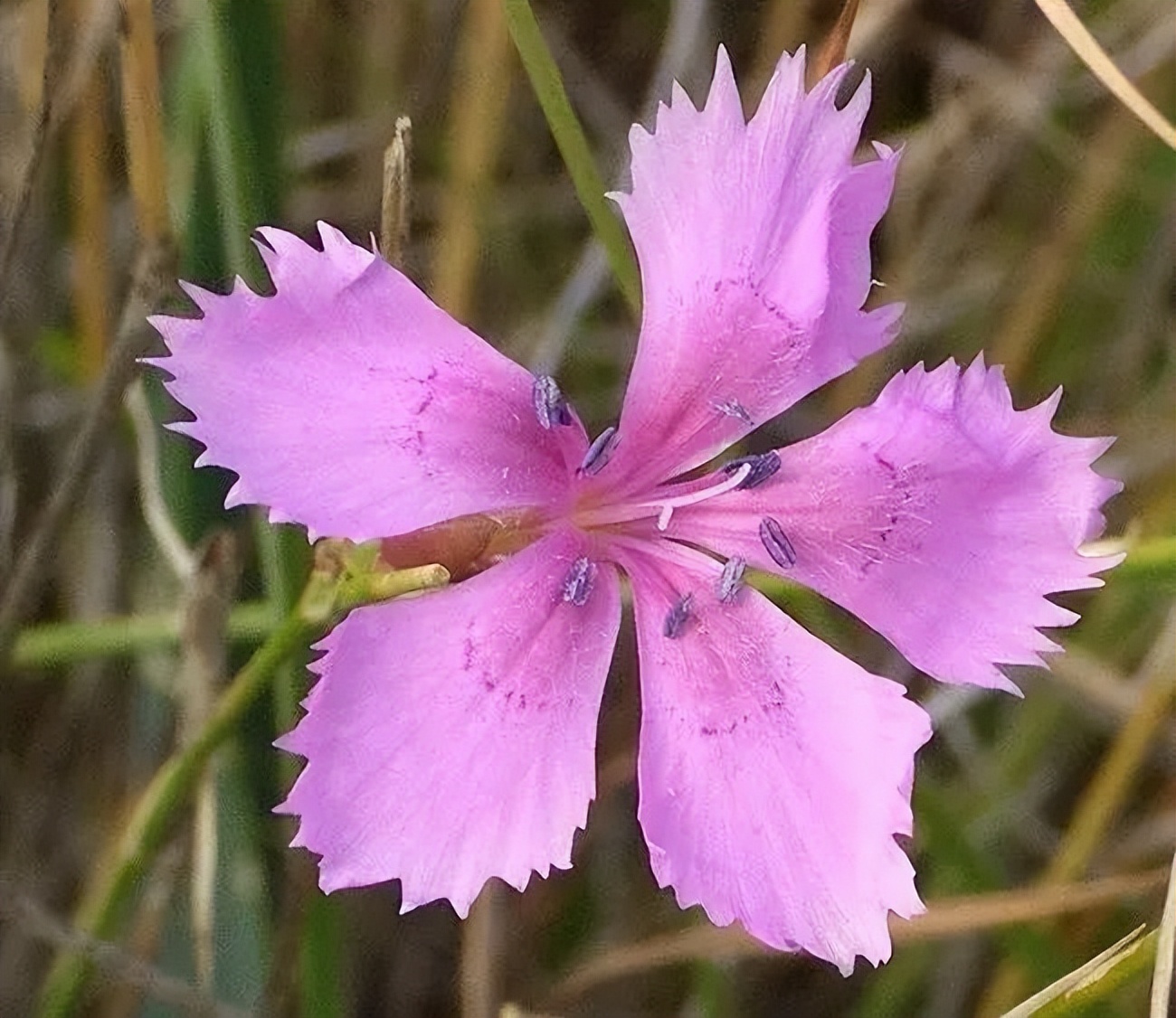 母亲节恐怖故事,母亲节背后的历史