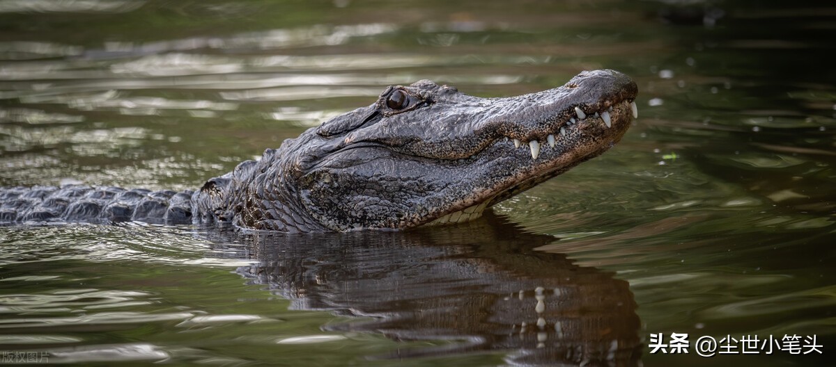 学习点《很杂很杂的杂学知识》68