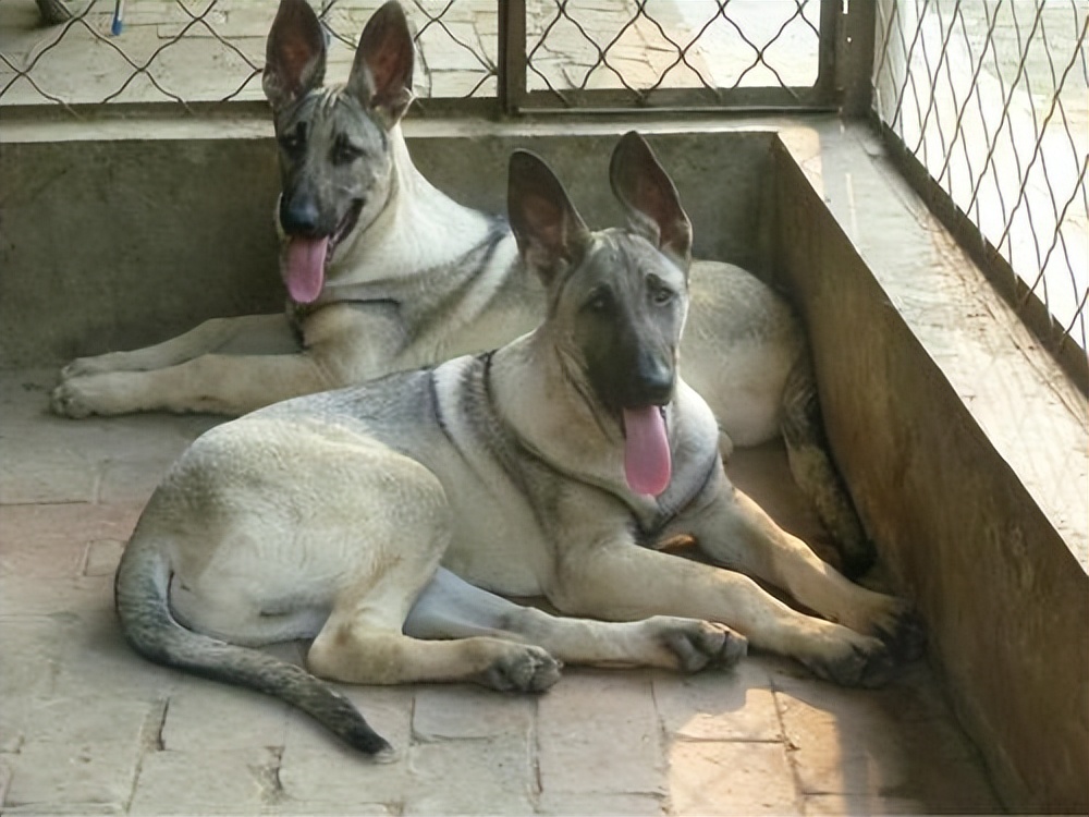 养狼青犬注意事项,养狼青犬