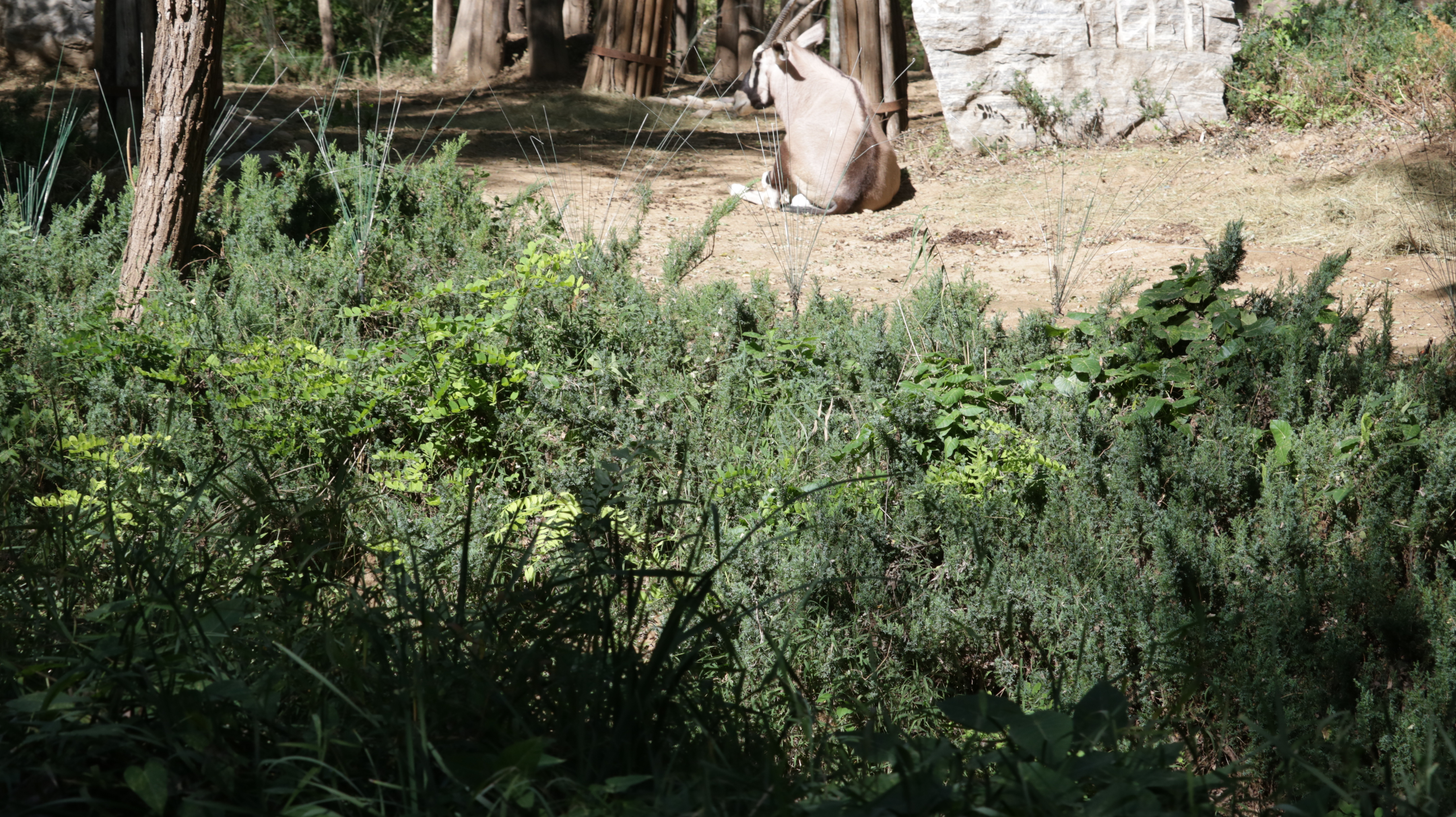 光发心语（F1-F85）：大师之道咏诵「2022年10月5日」#Friendship