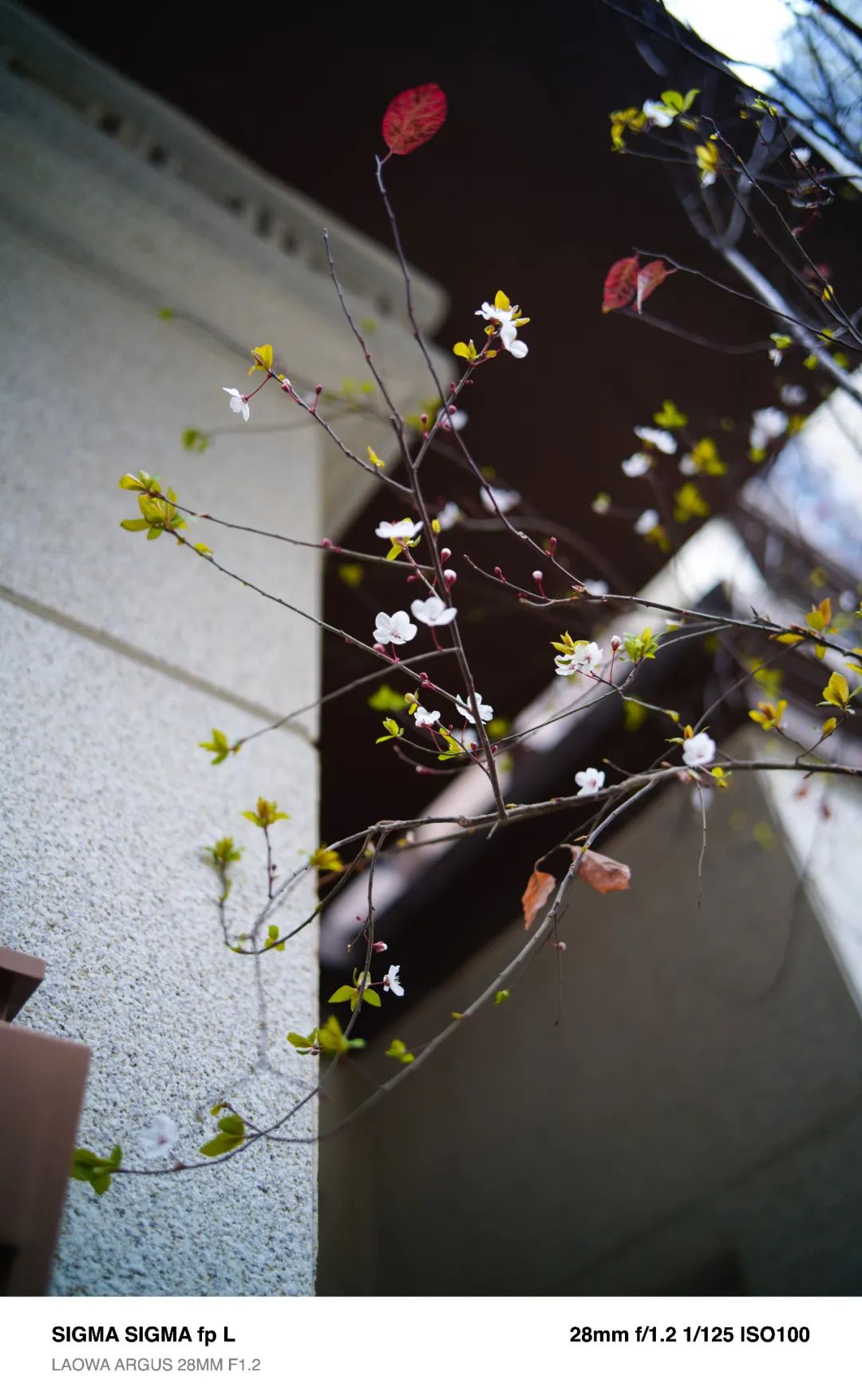 氛围感和画质我全都要！国产老蛙28mm大光圈镜头新品测评