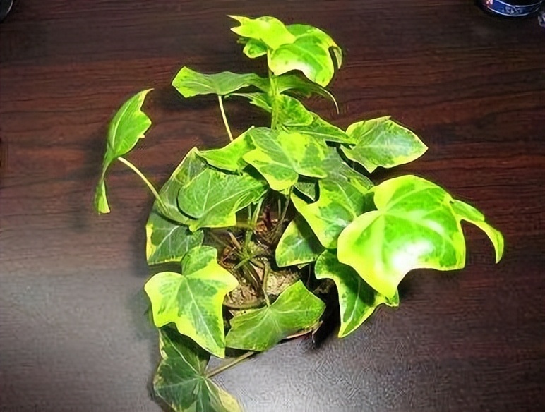 吸甲醛最好易养活的植物,吸甲醛最怕的4种花