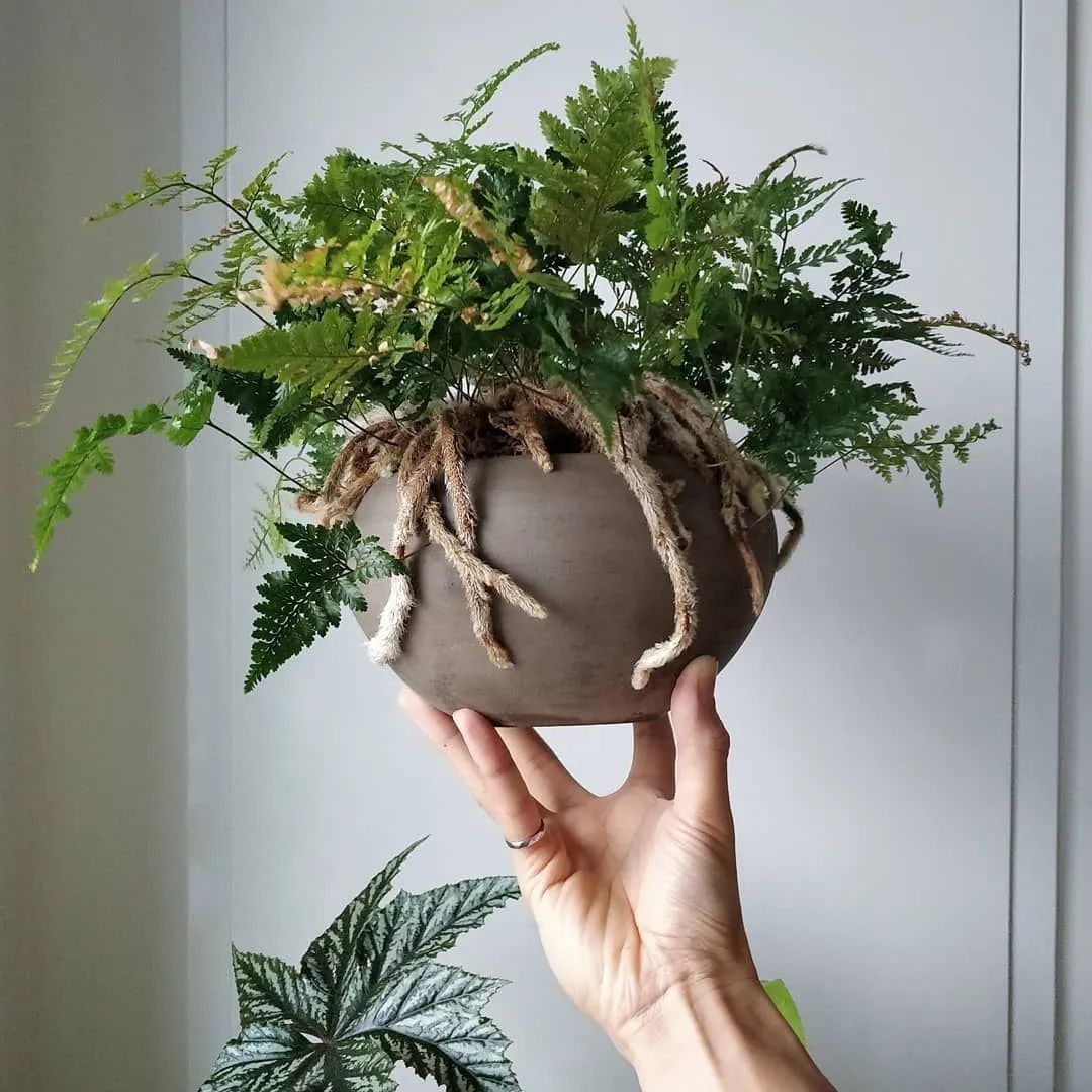 适合家中养的绿植大盆栽耐干旱,最好养的客厅绿植大盆栽