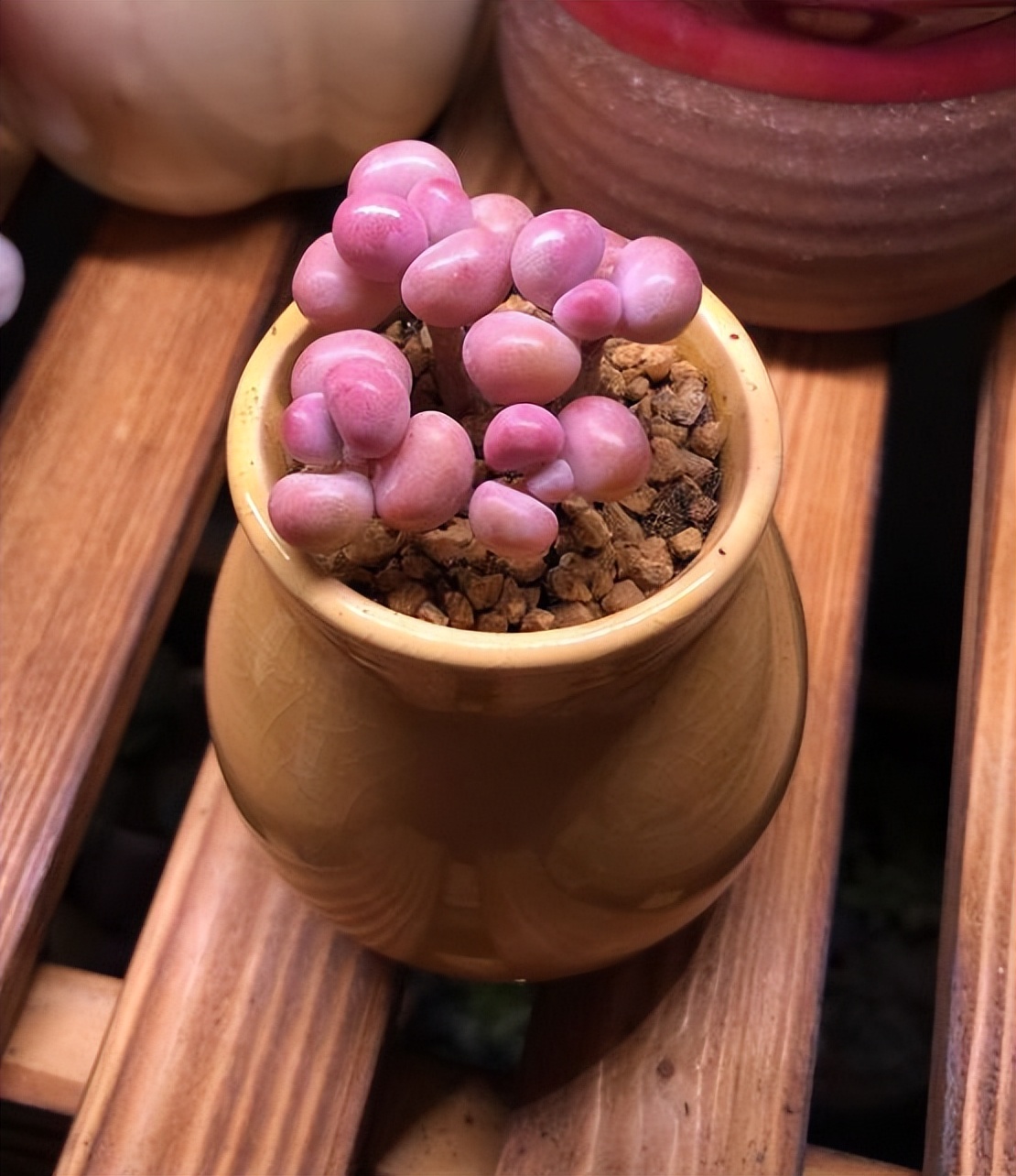 多肉桃蛋怎么养老桩,桃蛋多肉老桩