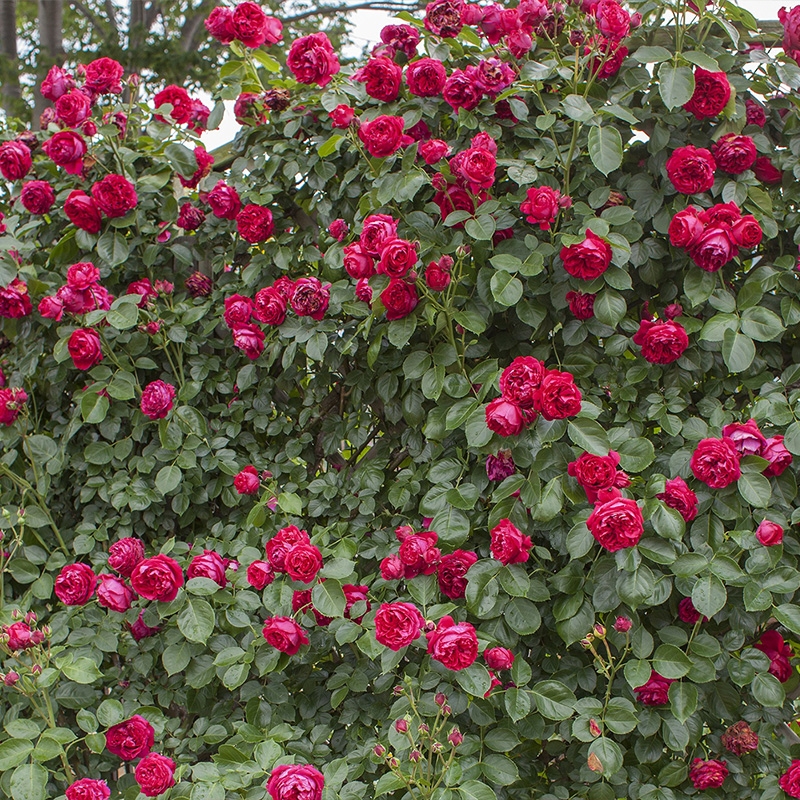 光照不足也能猛开花的藤本月季,抗病好养勤花的藤本月季品种