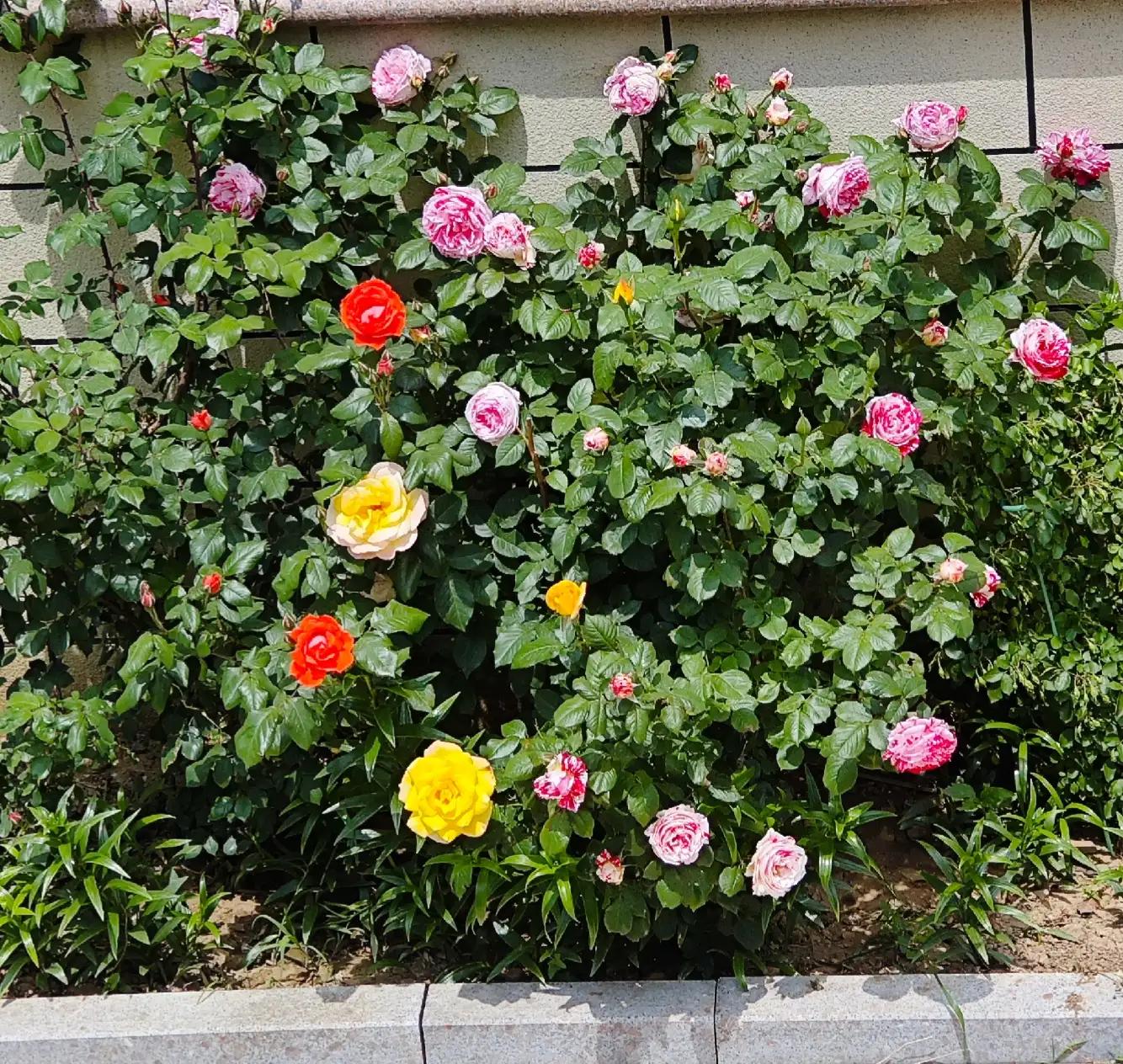 爱拼才会赢作文800字,爱拼才会赢作文