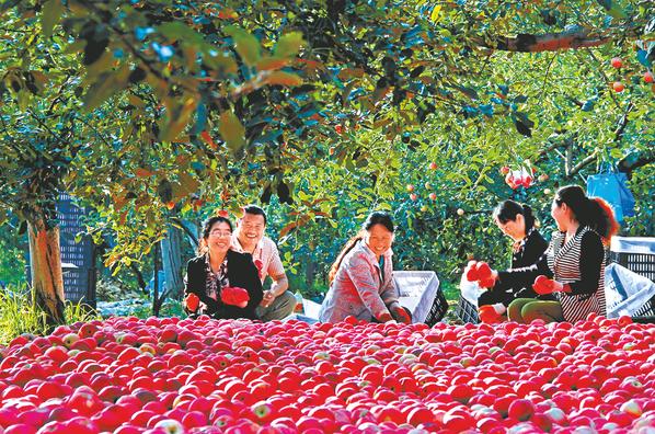 圣地红果:甜在“芯”里富在“技”上