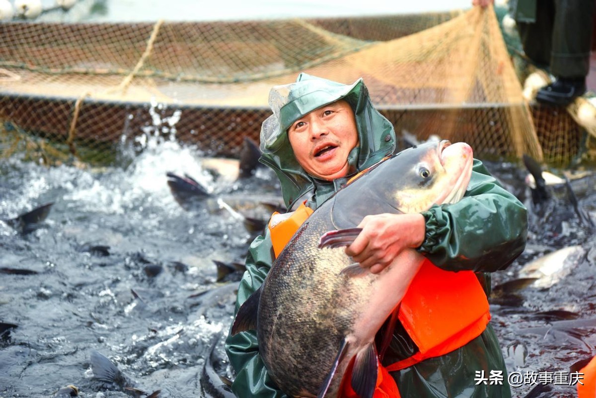 “两江渔业”巨鱼起捕拍卖背后的山城水库渔业之兴