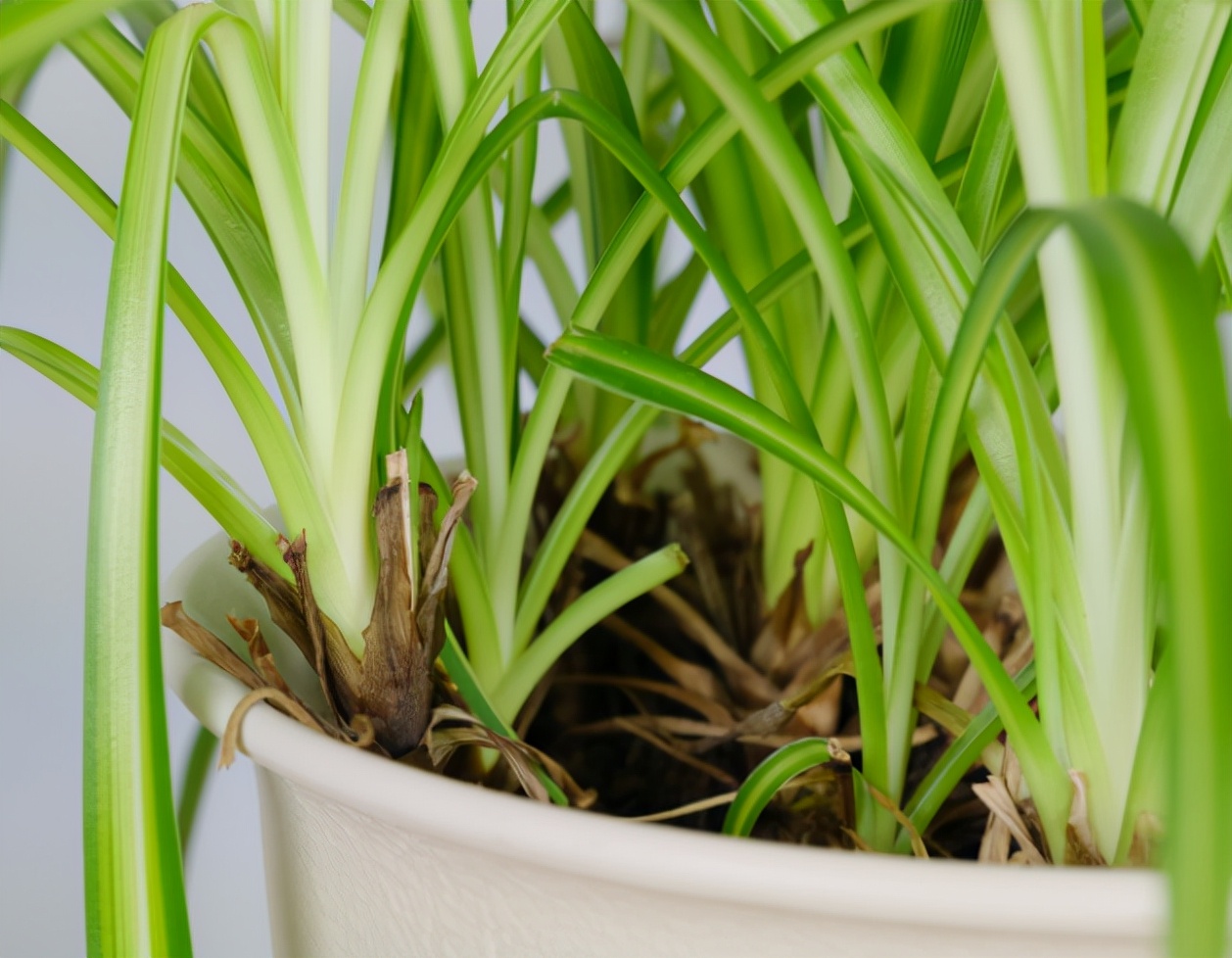 吊兰有虫子怎么办用什么杀虫剂,金鱼吊兰生小白虫怎么办