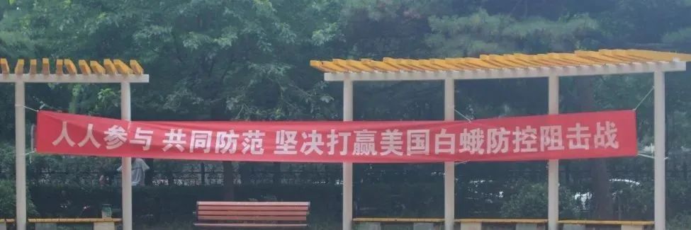 白蛾周氏啮小蜂,美国白蛾天敌是什么蜂