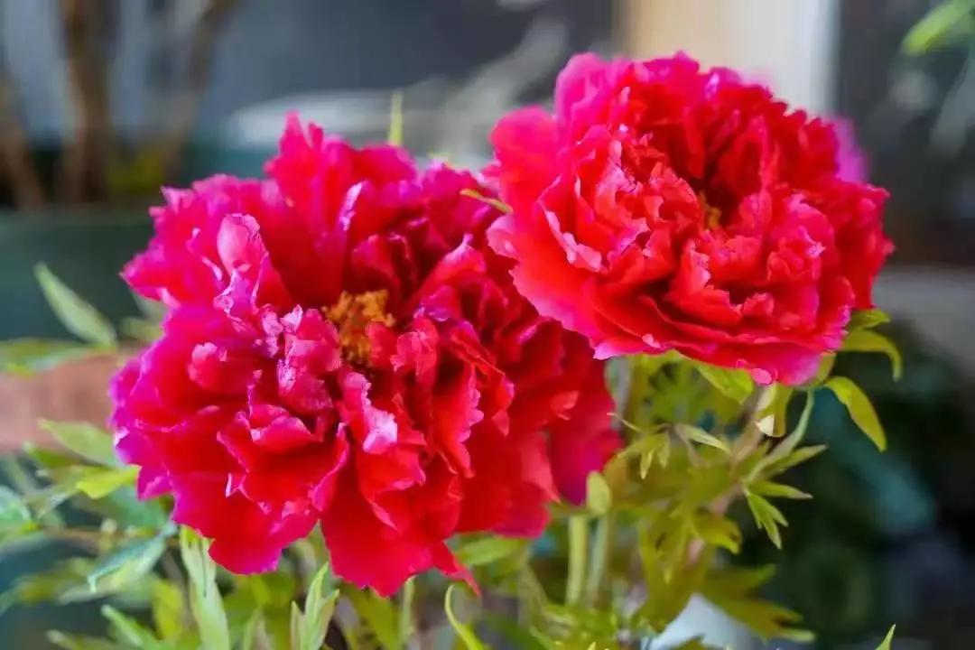 这个季节去哪里玩最合适昆明周边,昆明周边过年旅游推荐