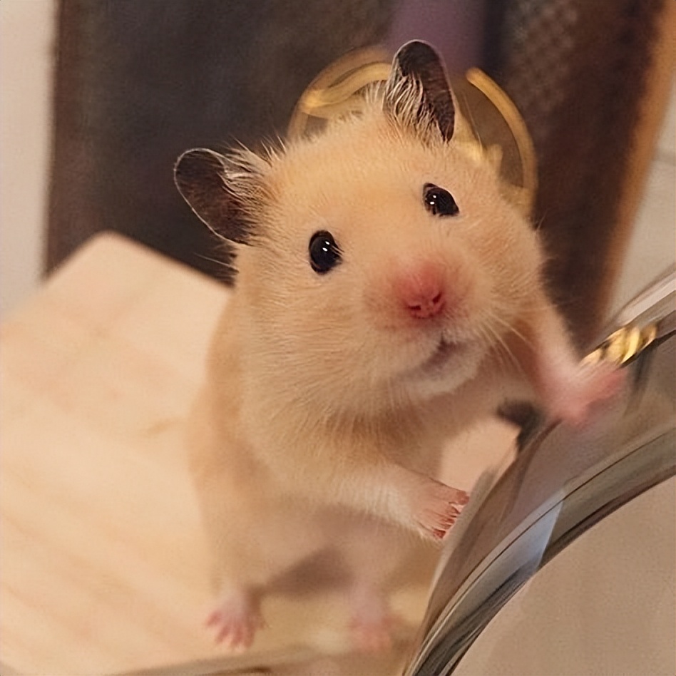 仓鼠很可爱的时候,仓鼠可爱的时候