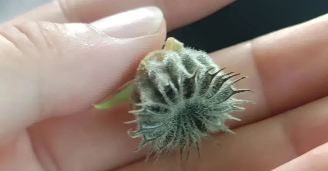 如何拍摄出惊艳的微距作品,精品微距摄影欣赏