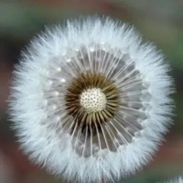 花无名分胜名花野陌荒坡艳似霞，莫笑卑微白头叟，心怀梦想走天涯