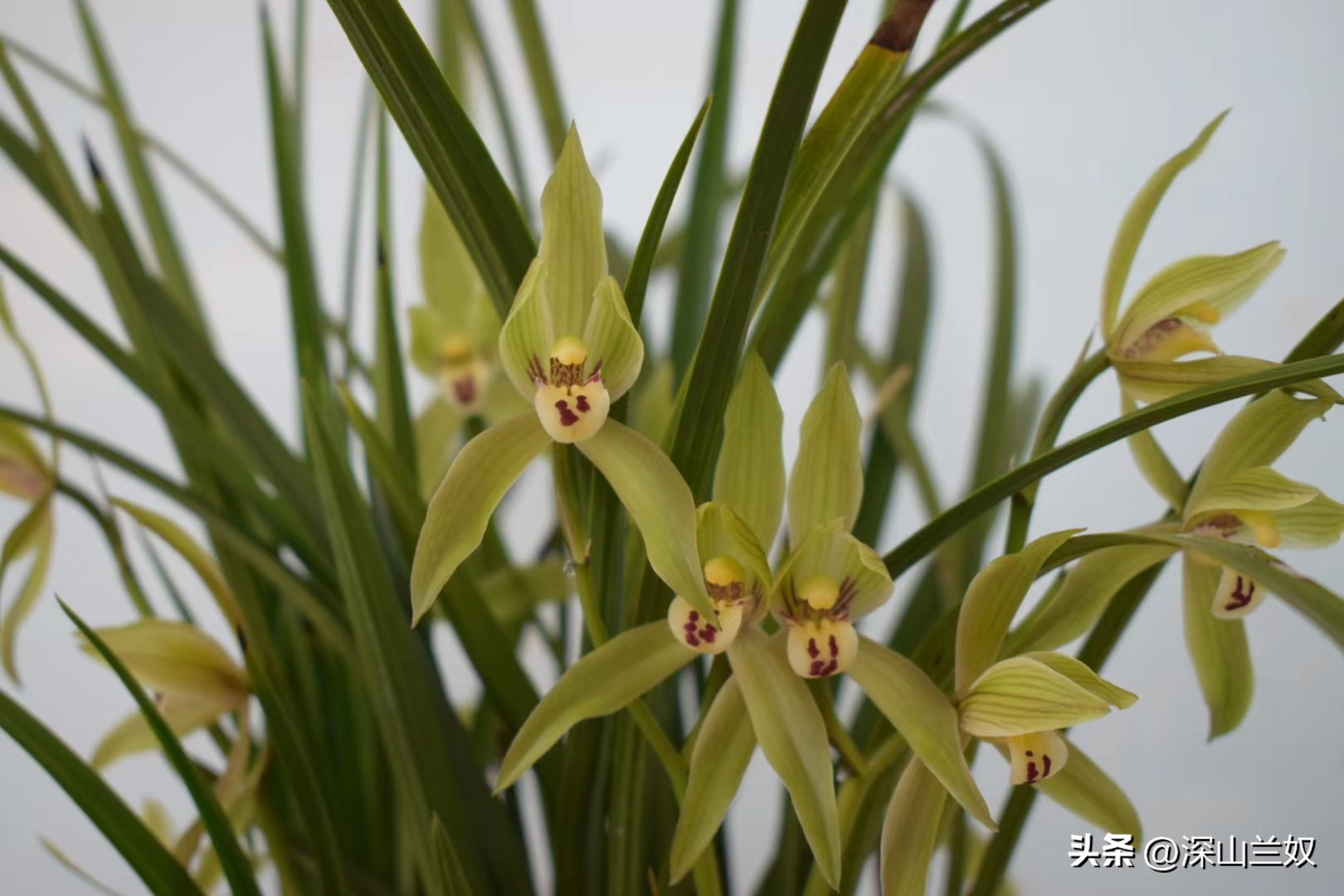 春剑兰怎么养护,春剑兰养殖技巧