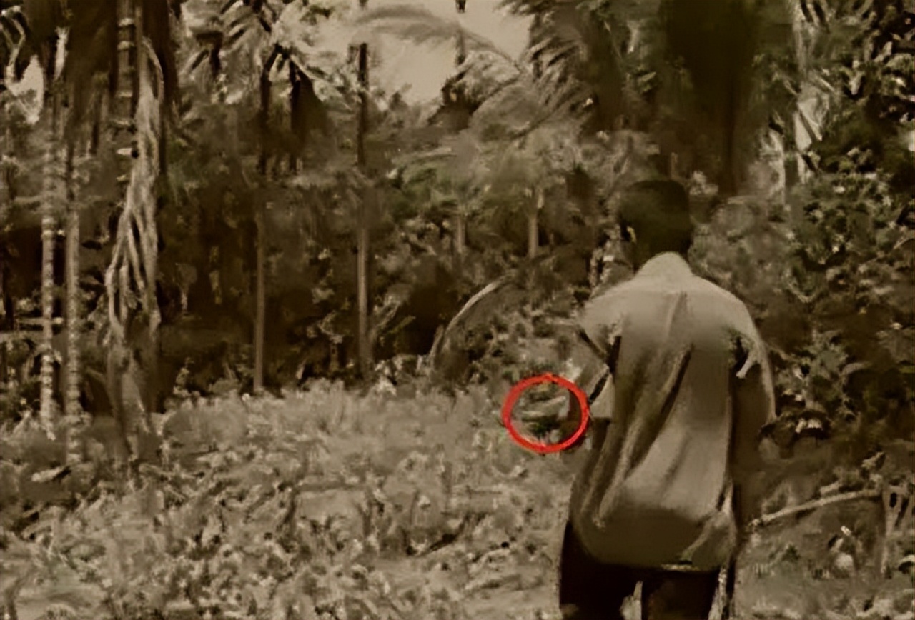 海南巨蟒为报恩当起“保姆”,50年代南海巨蟒事件