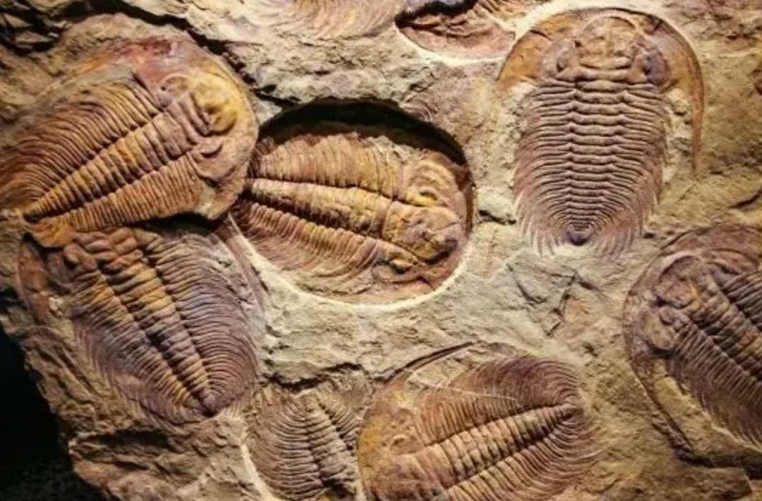 进化论不能解释物种起源,进化论能解释物种大爆发吗