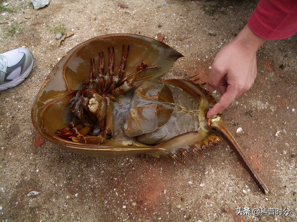 4亿岁生物被疯狂抽血,4亿多年蓝色血液引人类陷入绝境